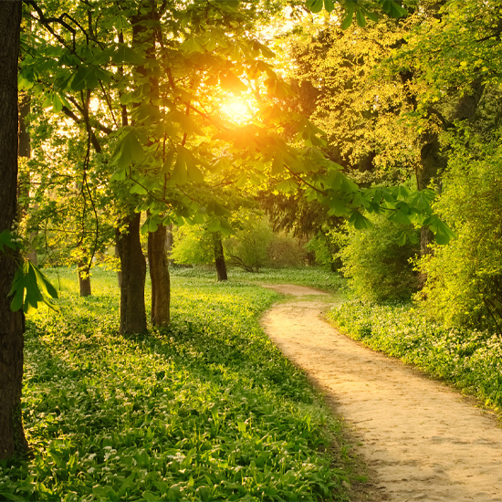 forest-path